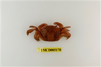 藏品(字紋弓蟹)的圖片